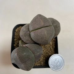 多肉植物　プレイオスピロス帝玉　抜き苗　根付き