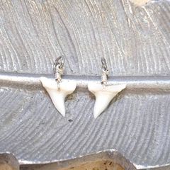 [新品・人気]天然⭐︎サメの歯⭐︎小サイズ‼️(チャーム2個セット)