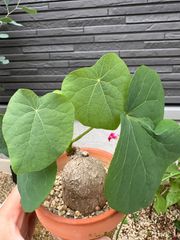 白肌ステファニア スベローサ Stephania suberosa 発根発芽済み　塊根