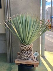 ユッカ マルデヌベス ロストラータ 太株 - メルカリ