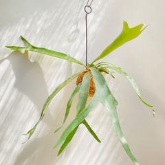 【388V】【第四種郵便発送】ビカクシダ（コウモリラン）ベイチー（ビーチー）（Platycerium veitchii） の苔玉