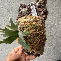 ビカクシダ・ウィリンキー バクテリア｜Platycerium willinckii 'Bacteria' spore株 96