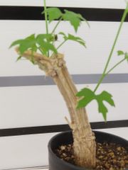 2084 「塊根植物」コラロカルプス 植え【発根未確認・Corallocarpus・芽吹き】
