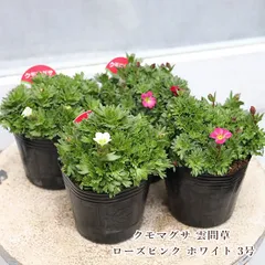 2025年最新】雲間草の人気アイテム - メルカリ