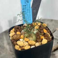 9月中旬〜発送】オーニソガラム・トルツオスム 大玉球根2球