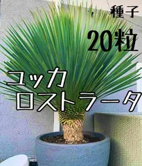2月入荷 700粒+ ユッカ　ロストラータ 種 種子 植物検疫証明書0606 m38782208860_1.jpg?1752923005