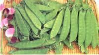 ＜野菜の種＞キヌサヤエンドウ　絹さやえんどう　ニムラ赤花　たね　５０粒　きぬさや　※種です※