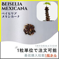 【種子】ベイセリア メキシカーナ /セット割あり 数量1粒から購入OK