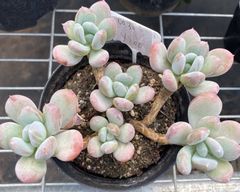 な*★様 U546　花団錦　土鉢付き　24鉢　多肉植物 エケベリア 韓国苗 サボ Yahoo!オークション - 24株 I546-2 多肉植物 エケベリア 花丸錦