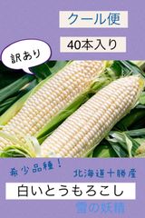 あきちゃんの白いとうもろこしクール便 40本
