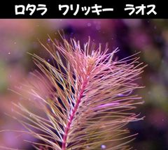 ロタラ sp ワリッキー ラオス  3本 水中葉  送料無料