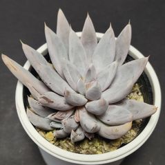 エケベリア 原種 トリマネンシス アロヨブランコ その3  Arroyo Blanco ケーレス実生苗 月曜or火曜日発送。
