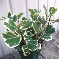 2025年最新】フィカススイートハートの人気アイテム - メルカリ