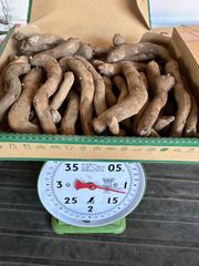 こんにゃく種芋生子(品種:あかぎ大玉)約1kg