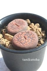 微紋玉 リトープス Mサイズ 5.5ｃｍポット Lithops fulviceps 多肉植物 多肉永遠