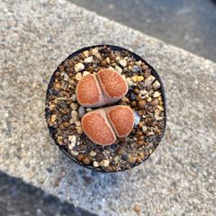 多肉植物 リトープス 菊章玉