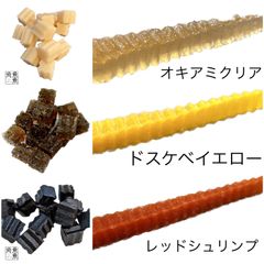 ☆希少☆ 活き石鯛餌 ☆瀬戸貝☆ かぶせ釣り セトガイ コブダイ 中