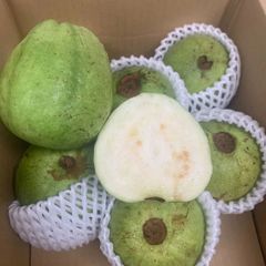 [毎週入荷予定] 生鮮 沖縄産グアバ　かりかり、白肉　2kg