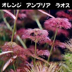 オレンジアンブリア ラオス  3本 水中葉  送料無料