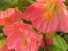 【 春うららさん専用 】アブチロン ベラ　ピンク 等　2株