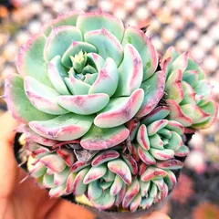 No.461 ❁ブルーミニマ❁ カット苗 多肉植物 寄せ植え