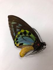 蝶の標本★マライタ島産アオメガネ♂No2