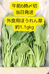 午前６時〆即日発送】朝採れ！外食用ほうれんそう　約１．１ｋｇ（※土日祝発送休）