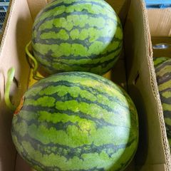 西瓜 特大2玉入り 甘くて美味しい 19〜20Kg - メルカリ