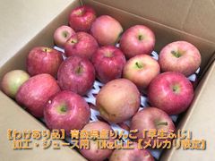 【わけあり品】青森県産りんご「早生ふじ(弘前ふじ)」加工・ジュース用 10kg以上【数量限定】