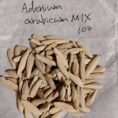 アデニウム・アラビクムMIX 種子100粒 Adenium arabicum