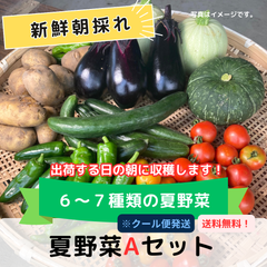 2024年度版【農家厳選】とれたて夏野菜Ａセット　★クール便発送★