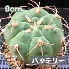 2025年最新】ギムノカリキウム バッテリーの人気アイテム - メルカリ