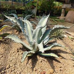 アガベ　アメリカーナ　エクスパンサパリーダ 親株　40㎝　AGAVE
