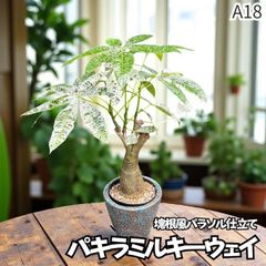 一点モノ】存在感バツグン！パンダガジュマル9｜丈夫で育てやすい