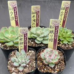 2025年最新】木洩れ日 ミックスベリアの人気アイテム - メルカリ