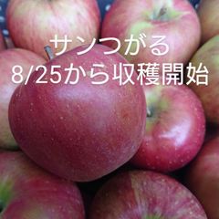 おかげさまで残り1セットになりました！「サンつがる」約5kg　サンつがるは果汁が多く甘味を引き立てる酸味が魅力。昨年（2023年）は霜被害にあってしまいましたが今年はたくましく育ってくれています。（発送予定は8/30頃～）