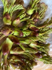 タラの芽　北海道とかち産400g