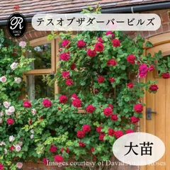 2025年最新】つるバラ大苗の人気アイテム - メルカリ