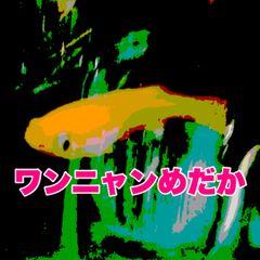 溶岩石プレート10×10cm 4枚 隠れ家 バスキング 陸地 - メルカリ