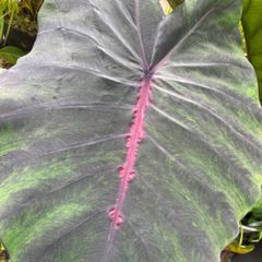 【希少】　コロカシア　ブラッドファーレン　colocasia blood fallen