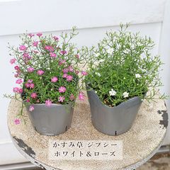 花苗 かすみ草 ジプシー ローズ ホワイト 3.5号  四季咲き 白 ピンク コンパクト
