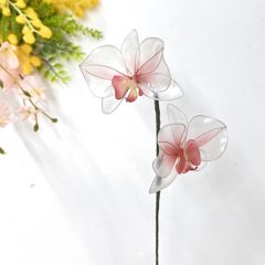 【単品販売】胡蝶蘭　ピンク
