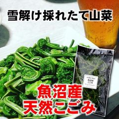 【季節限定】新潟魚沼天然生こごみ採れたて山菜150g