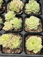 抜き苗 バラワラビ MY44×40株 ふっくら 多肉植物 エケベリア サボテン 韓国苗 新入荷