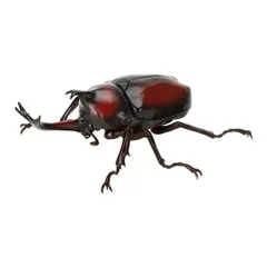 いきもの大図鑑 かぶとむし09 ヤマトカブトムシ（赤褐色・新色）