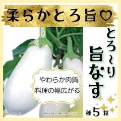 【野菜の種】柔らかとろ旨♡美味しい白ナス「とろ～り旨なす」種５粒