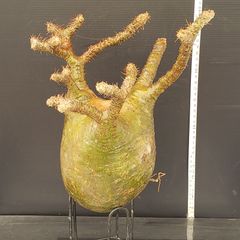 J562【最新到着】Pachypodium　グラキリス（L）（現地球・抜き苗）【塊根植物】パキポディウム　グラキリス