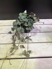 ハートカズラ　2.5号　ツル性　ハンギング　可愛い　ピンク　インテリア　グリーン　観葉植物