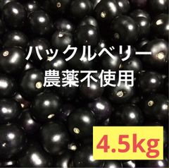 ハックルベリー 完熟採れたて ジャム 酵素ジュース シロップ用 4.5キロ　農薬不使用