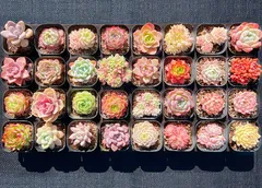 2025年最新】多肉植物 韓国苗 セットの人気アイテム - メルカリ 2025年最新】多肉植物 韓国苗 セットの人気アイテム - メルカリ